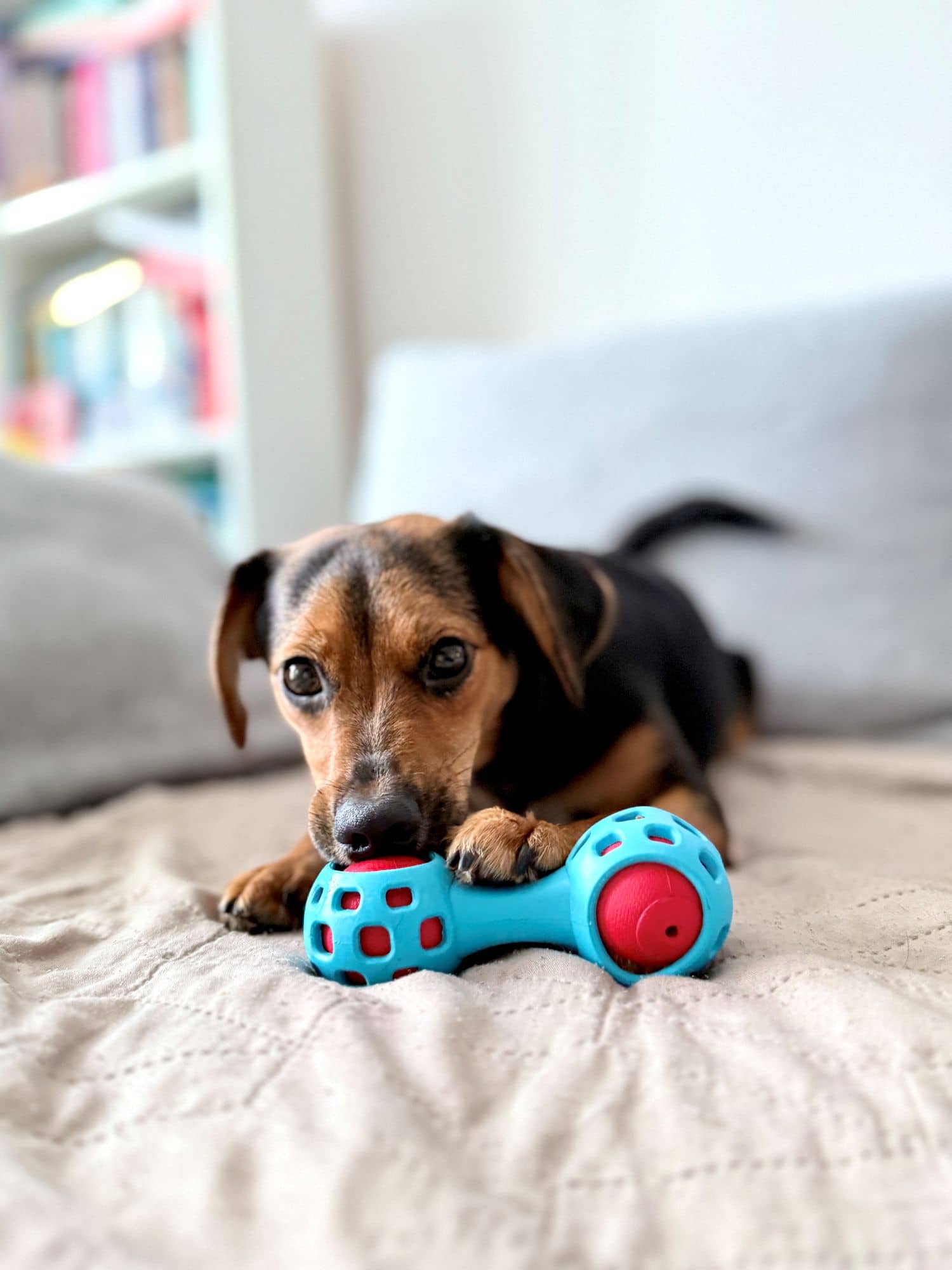 ZOLUX TPR-Leckerli-Hantel für Hunde zum Kauen, 13 cm – Bild 8