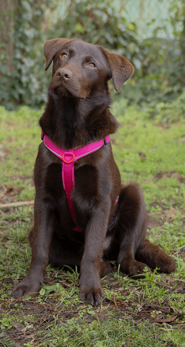 ZOLUX Premium-Nylon-Hundegeschirr, Größe S, 38–56 cm, 15 mm, fuchsia – Bild 4