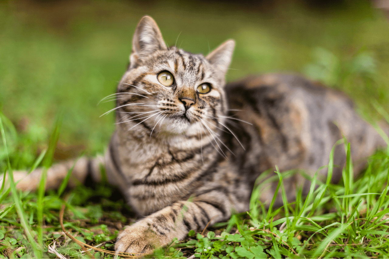 Katze
