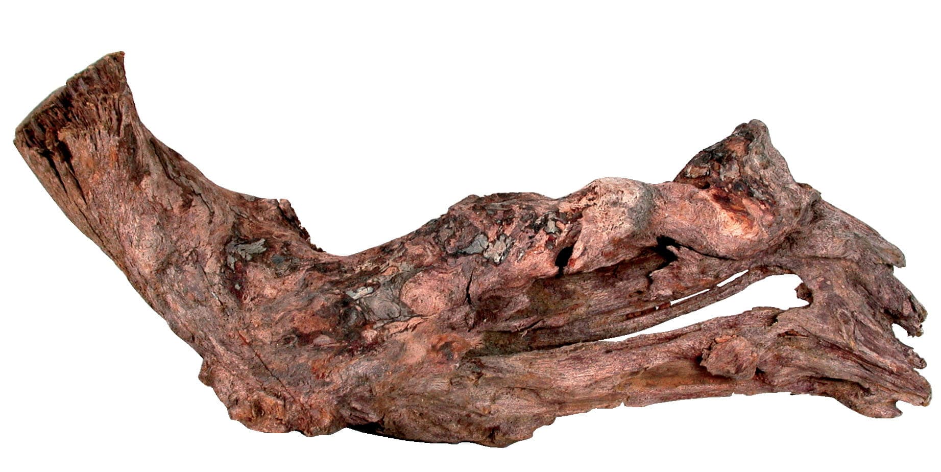 ZOLUX Aquariendekoration Mangrovenwurzel 15–25 cm