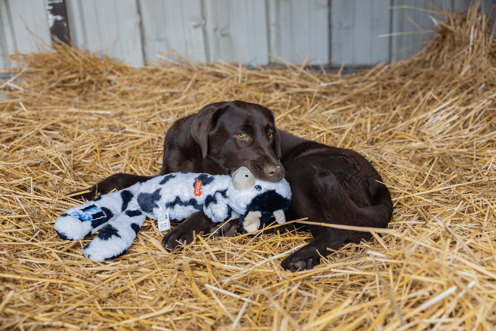 ZOLUX FURRY FARM Plüsch-Hundespielzeug, Kuh Isache, 60 cm – Bild 11