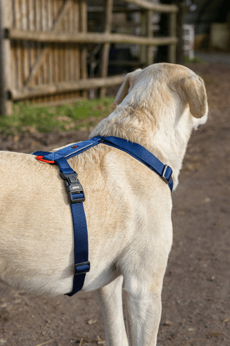 ZOLUX Premium-Nylon-Hundegeschirr, Größe M, 50–74 cm, 20 mm, marineblau – Bild 2