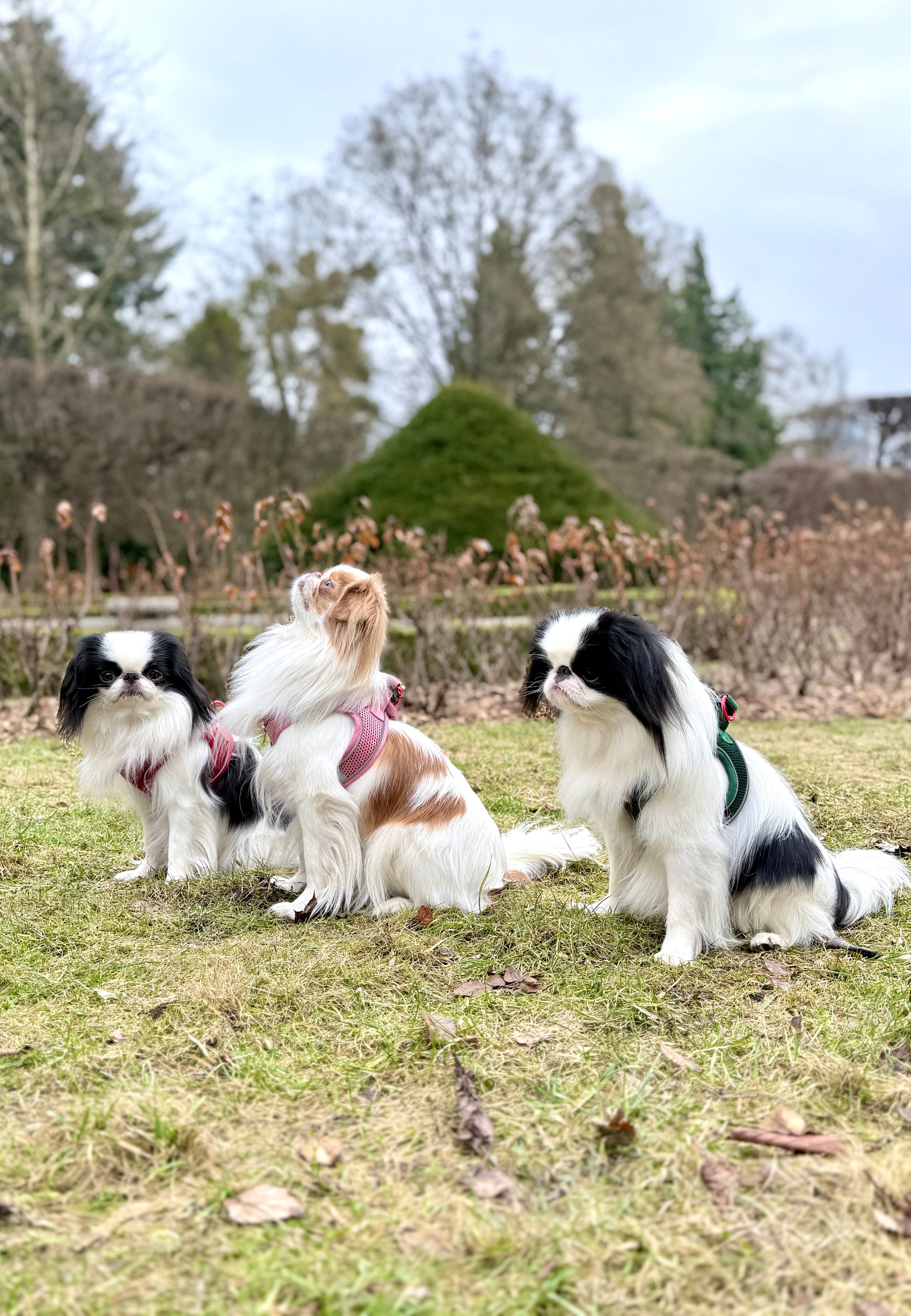 ZOLUX Atmungsaktives Mesh-Hundegeschirr, Größe S, marineblau – Bild 8
