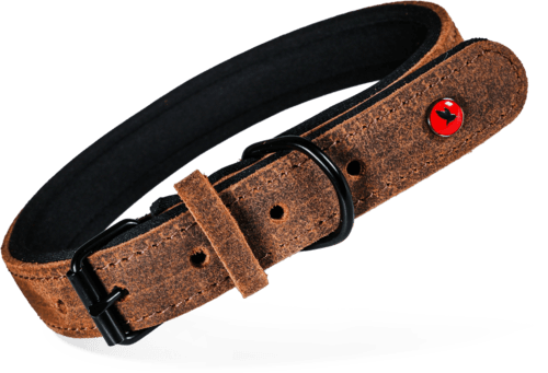 ZOLUX Komfort-Lederhalsband für Hunde, 38–48 cm, 25 mm, braun – Bild 2