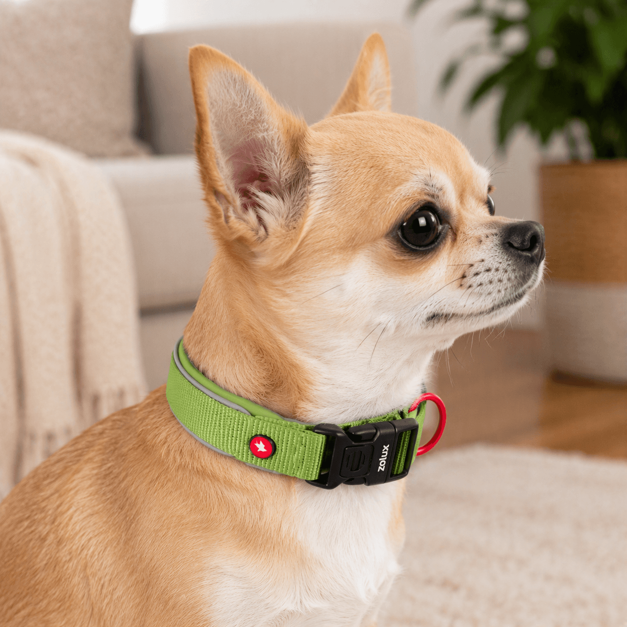 ZOLUX Premium-Nylon-Hundehalsband, Größe XXS, 25–30 cm, 15 mm, hellgrün – Bild 7