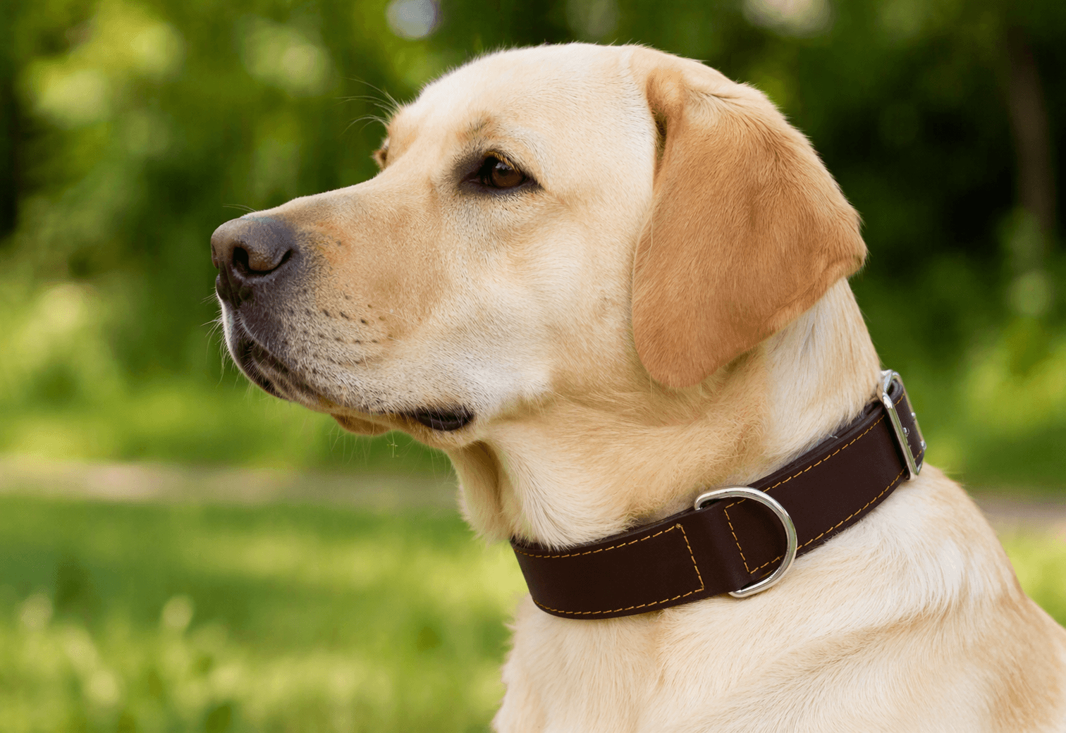 ZOLUX Verstärktes Hundehalsband aus Doppel-Leder, 65 cm, braun – Bild 7