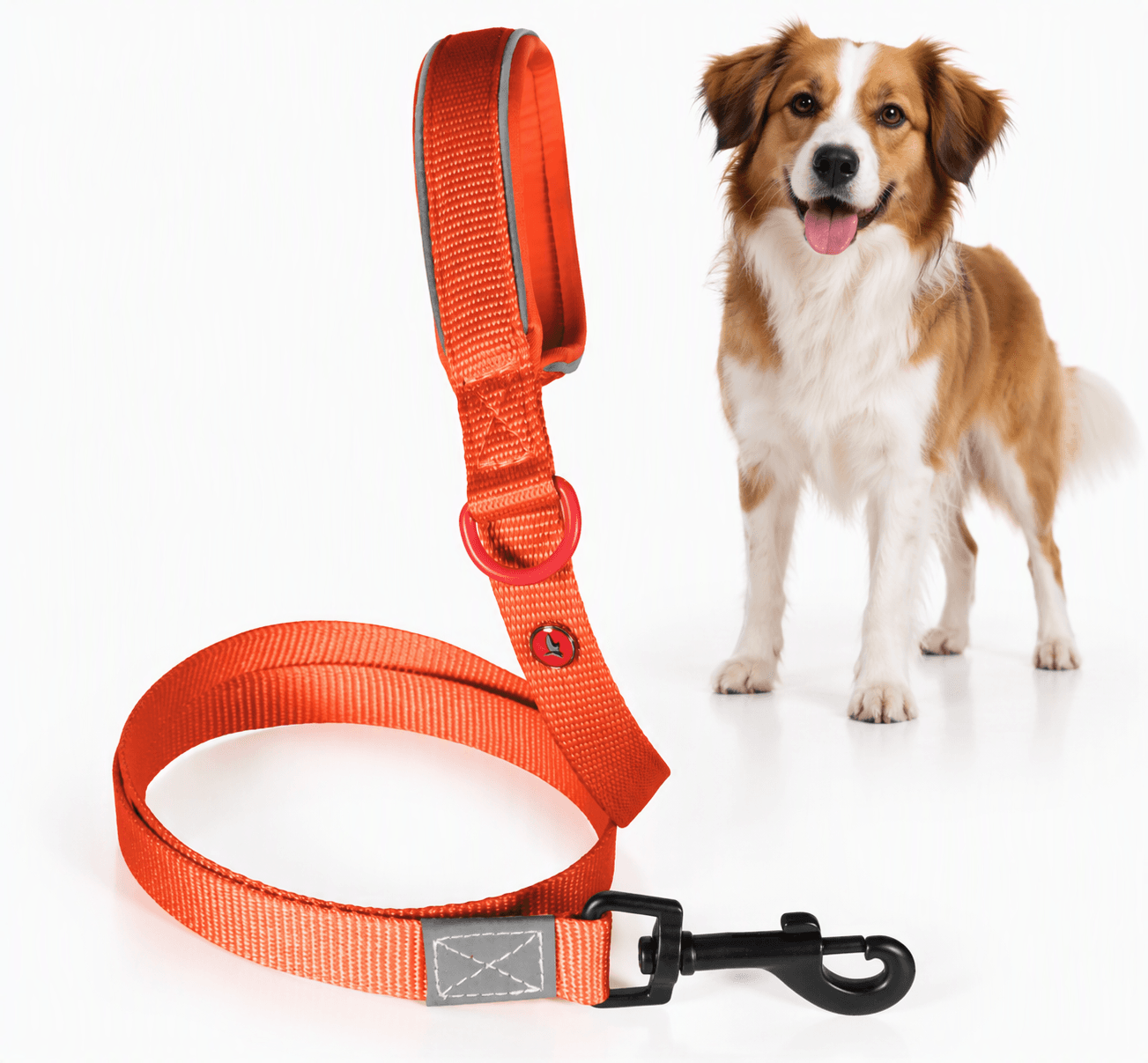 ZOLUX Premium-Nylon-Hundeleine, Größe M, 1,2 m, 20 mm, rostbraun – Bild 1