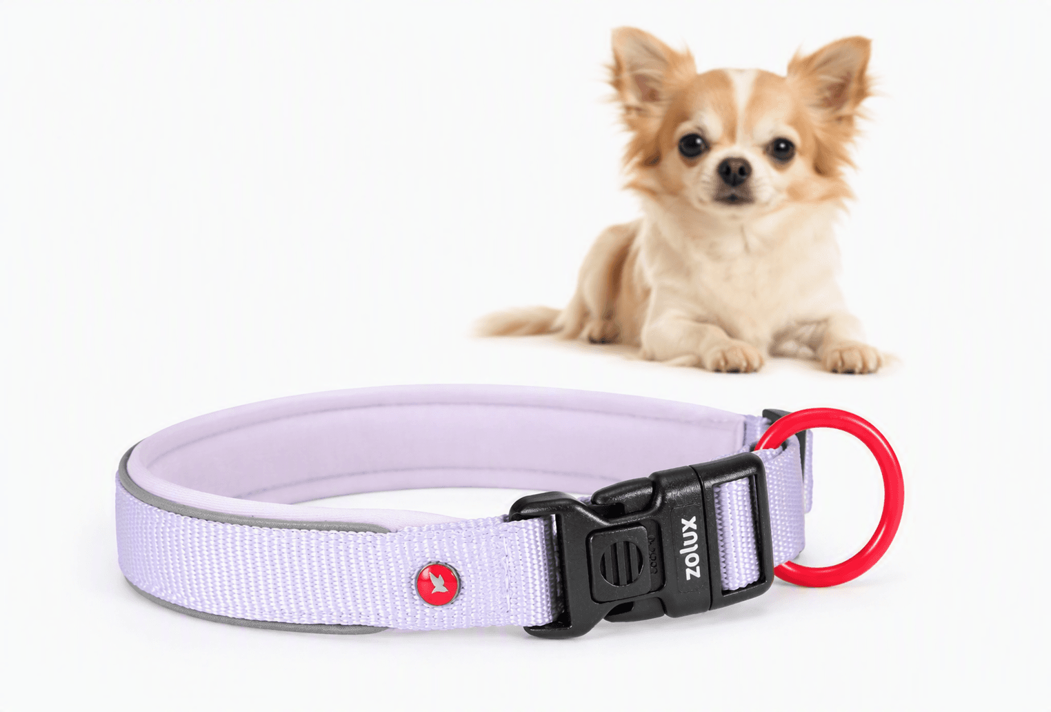 ZOLUX Premium-Nylon-Hundehalsband, Größe XXS, 25–30 cm, 15 mm, lila – Bild 1