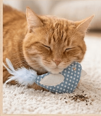 ZOLUX DOTIE Katzenspielzeug-Vogel mit Katzenminze-Einsatz, blau – Bild 7