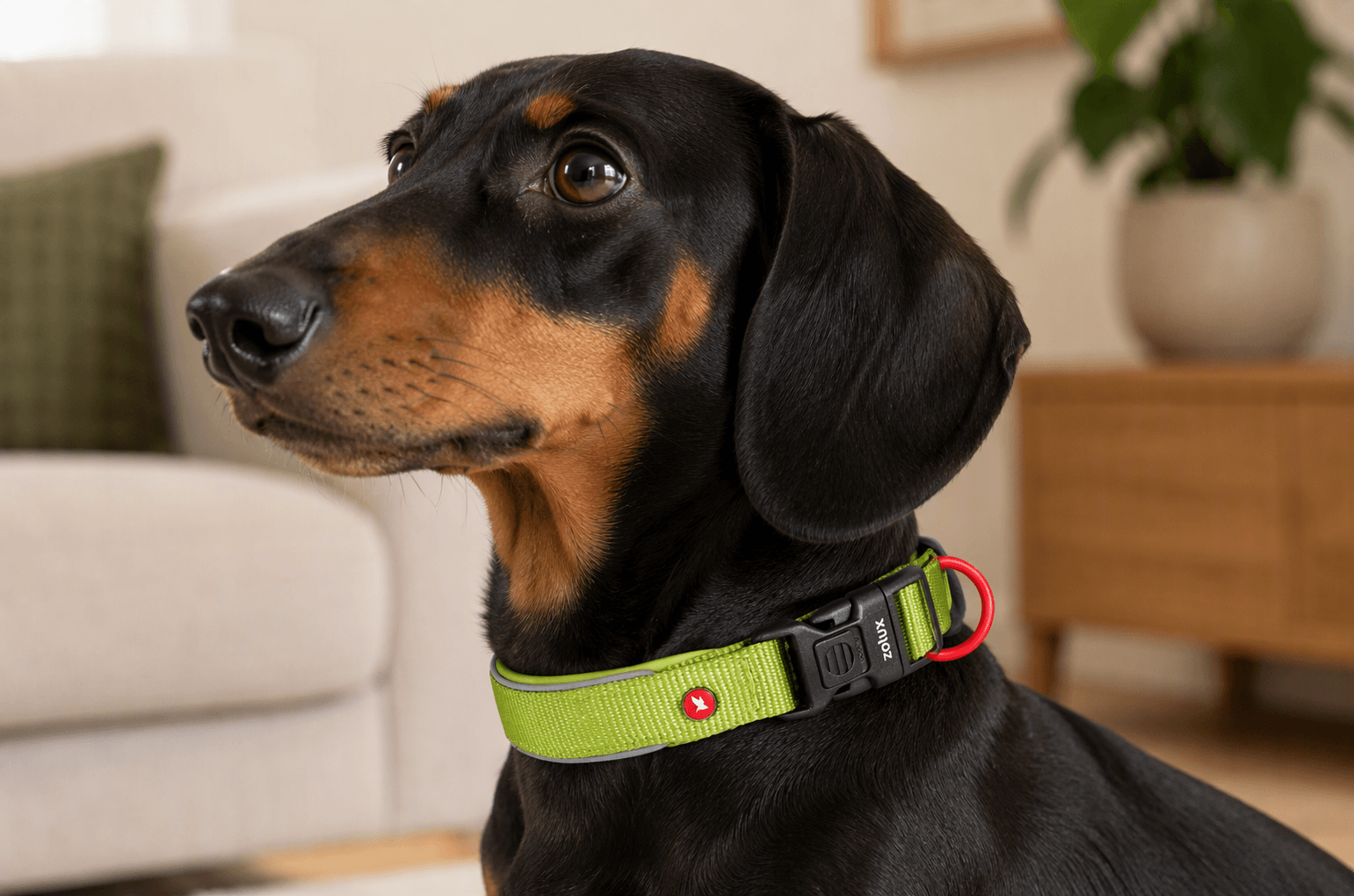 ZOLUX Premium-Nylon-Hundehalsband, Größe XS, 30–35 cm, 15 mm, hellgrün – Bild 6