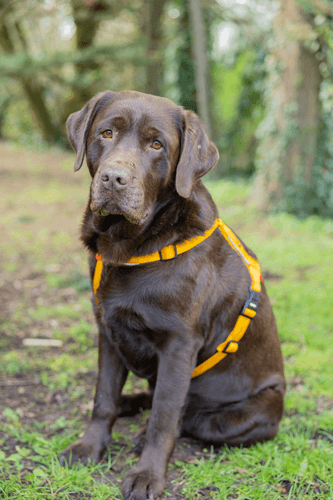 ZOLUX Premium-Nylon-Hundegeschirr, Größe L/XL, 65–97 cm, 25 mm, gelb – Bild 3