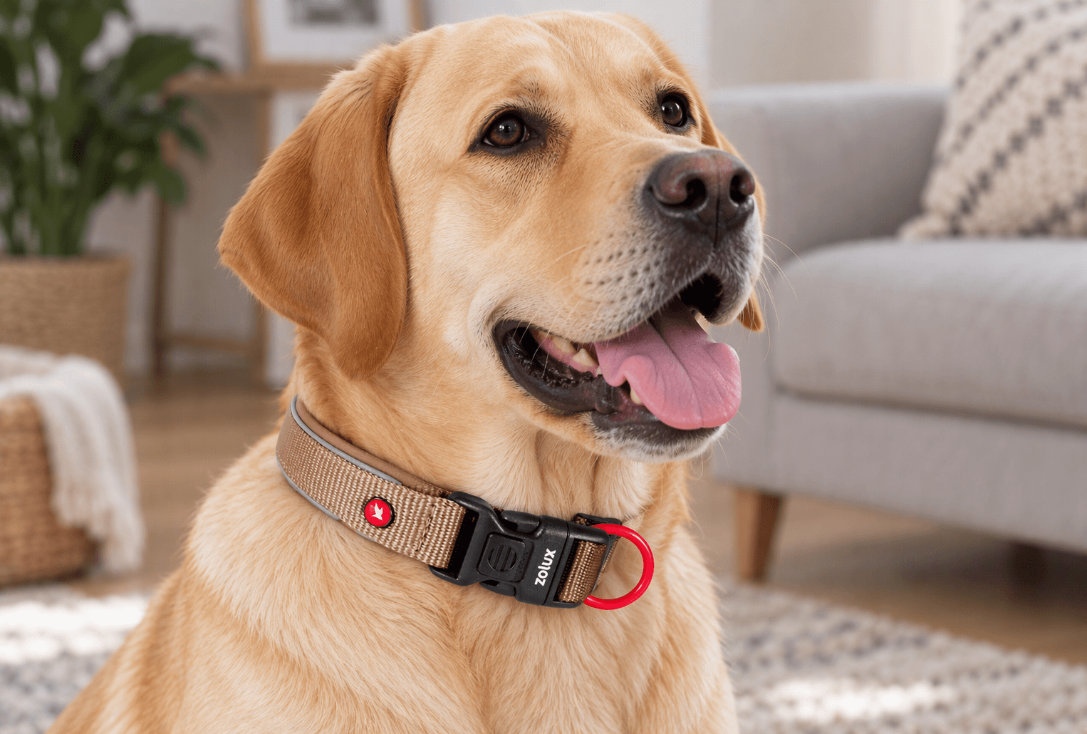 ZOLUX Premium-Nylon-Hundehalsband, Größe M, 40–45 cm, 20 mm, mocha – Bild 7