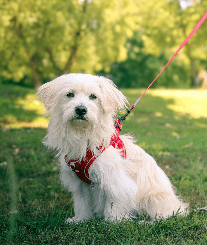ZOLUX Atmungsaktives Mesh-Hundegeschirr, Größe XL, rot – Bild 6