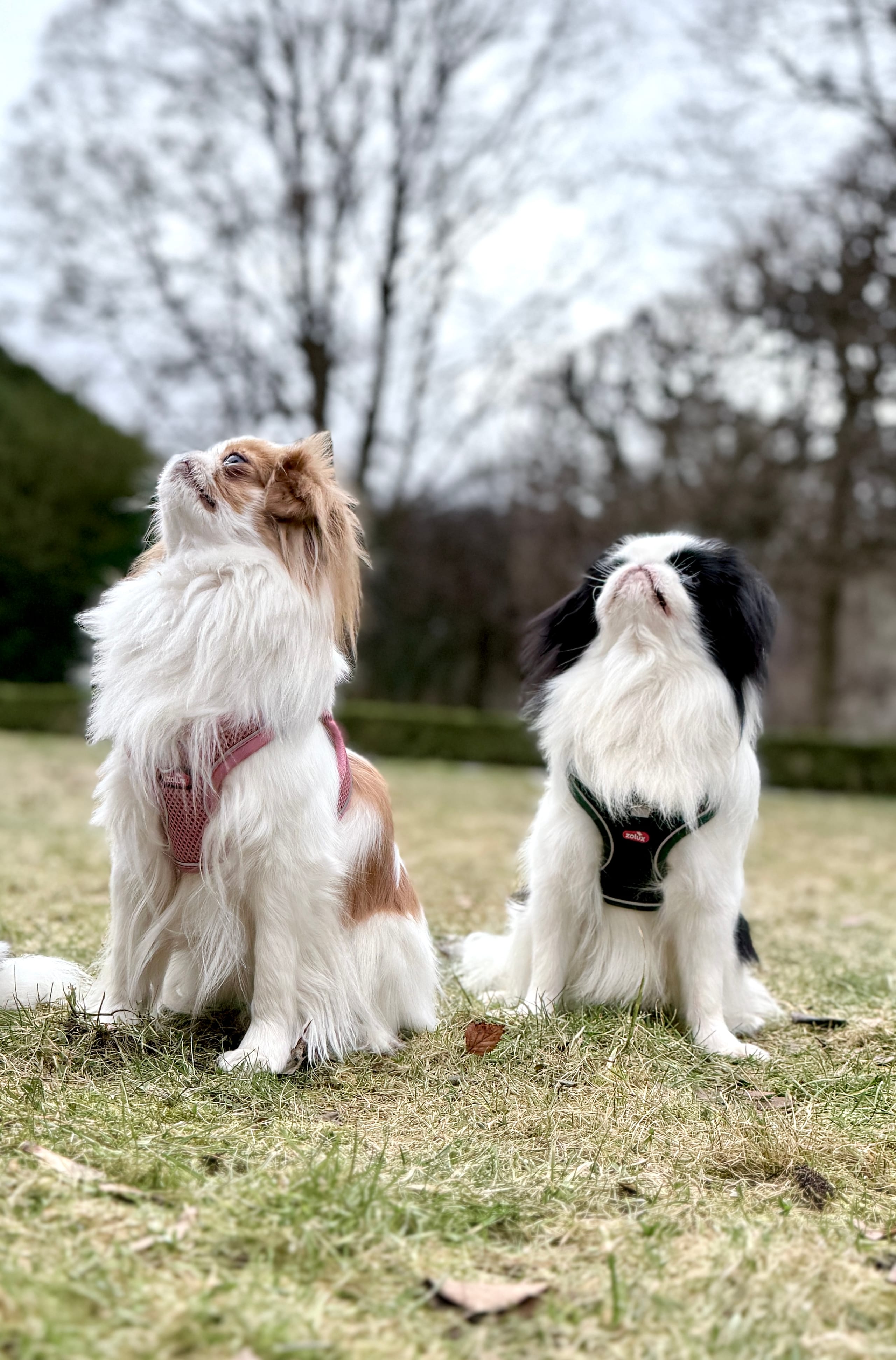 ZOLUX Atmungsaktives Mesh-Hundegeschirr, Größe L, grün – Bild 7