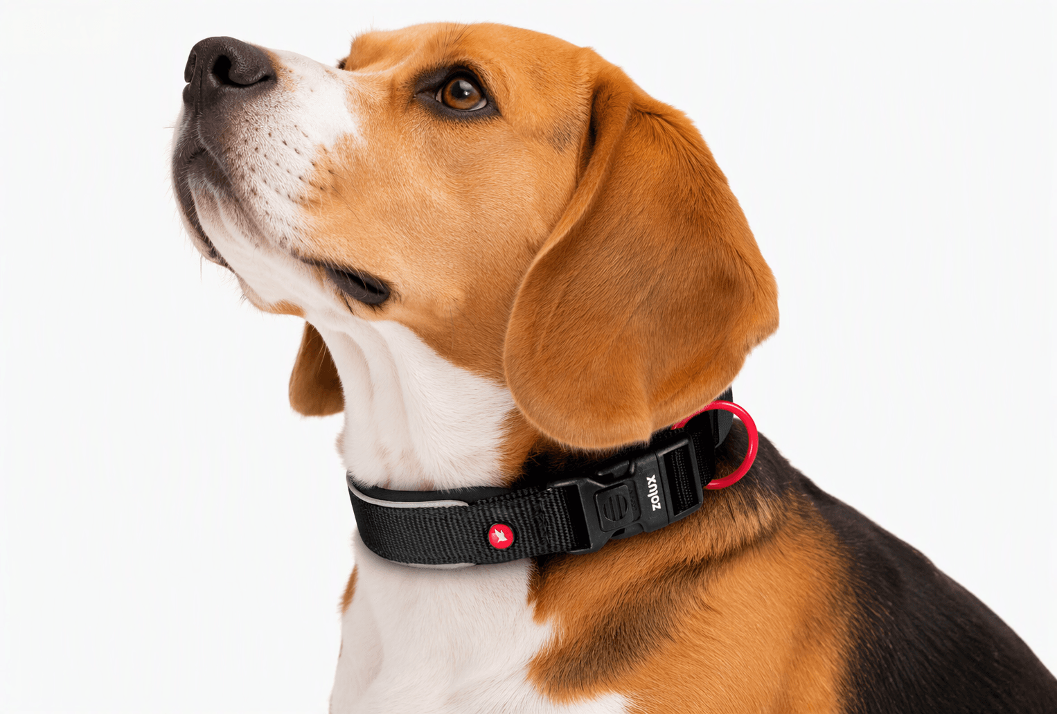 ZOLUX Premium-Nylon-Hundehalsband, Größe S, 35–40 cm, 20 mm, schwarz – Bild 6