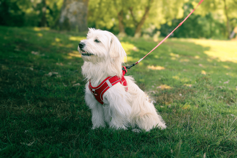 ZOLUX Atmungsaktives Mesh-Hundegeschirr, Größe M, rot – Bild 8