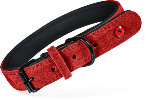 ZOLUX Komfort-Lederhalsband für Hunde, 38–48 cm, 25 mm, rot – Bild 2