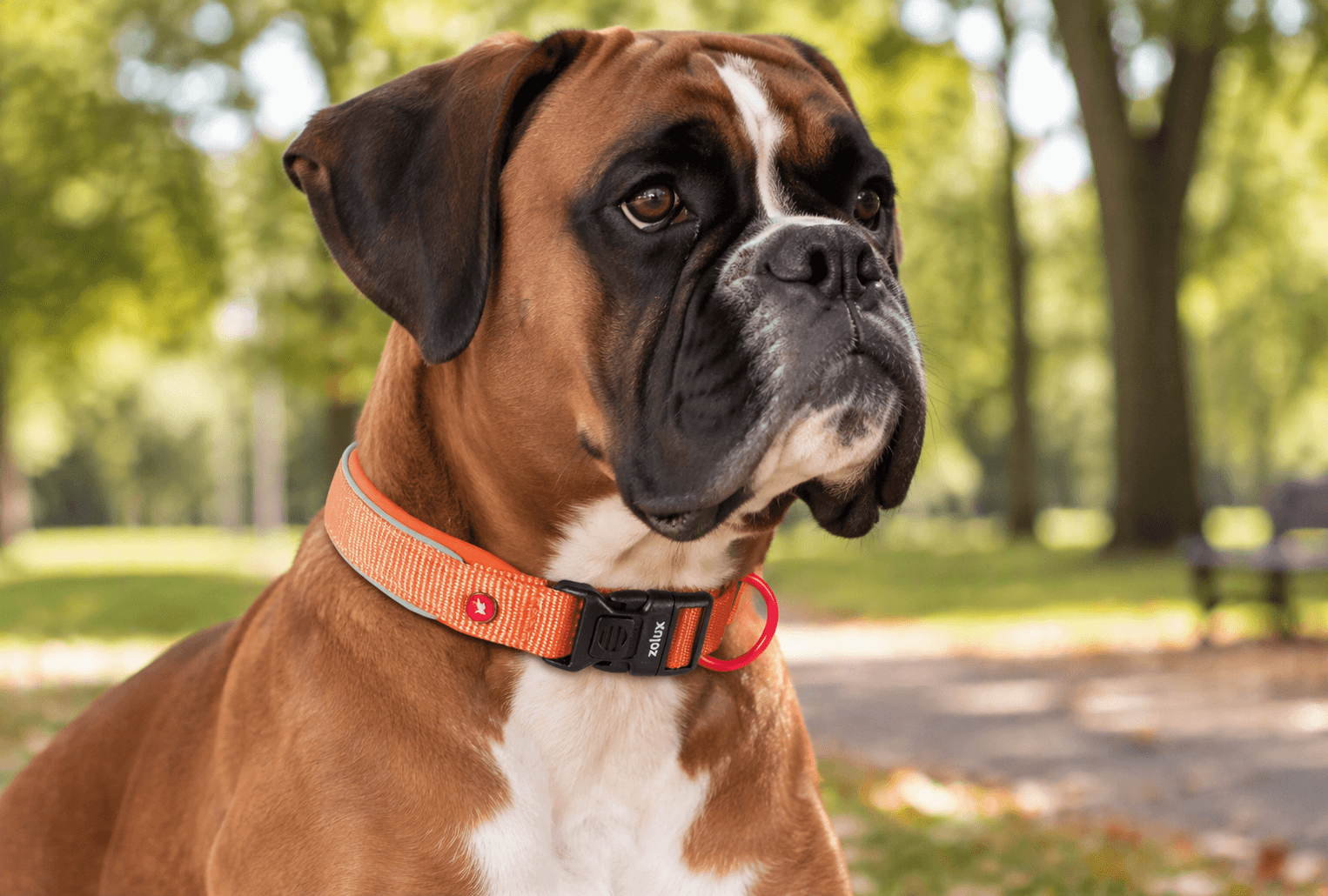 ZOLUX Premium-Nylon-Hundehalsband, Größe XL, 50–55 cm, 25 mm, rostbraun – Bild 7