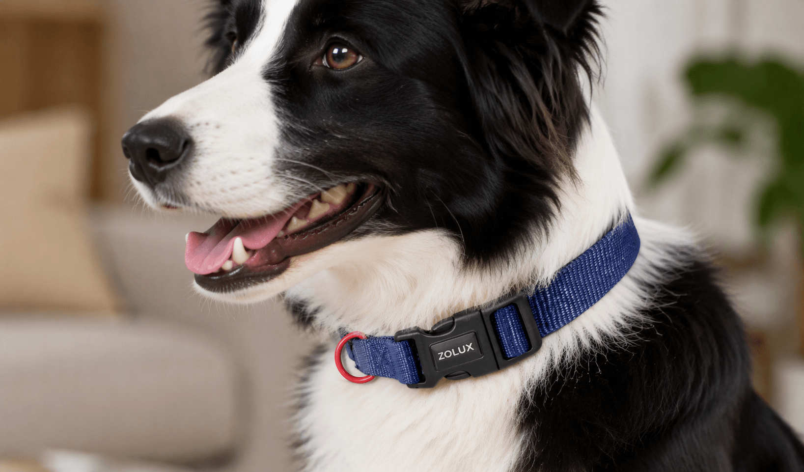 ZOLUX Klassisches Nylon-Hundehalsband, 31–48 cm, 20 mm, marineblau – Bild 7