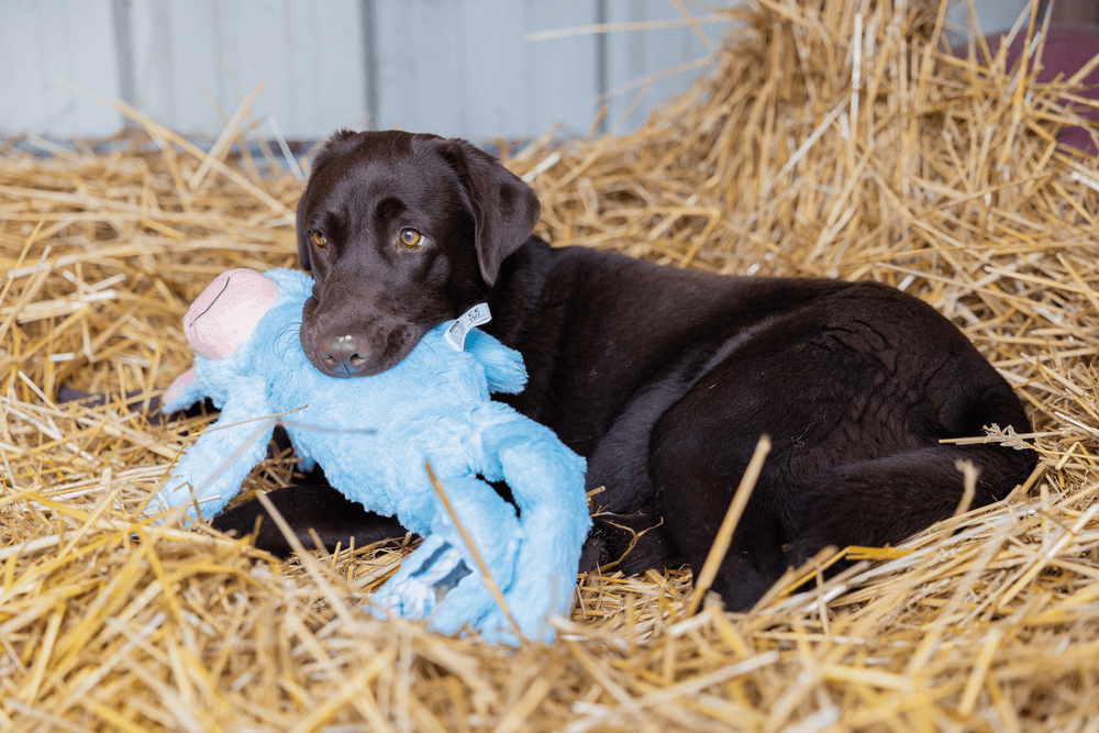 ZOLUX FURRY FARM Plüsch-Hundespielzeug, Esel Hassan, 60 cm – Bild 7