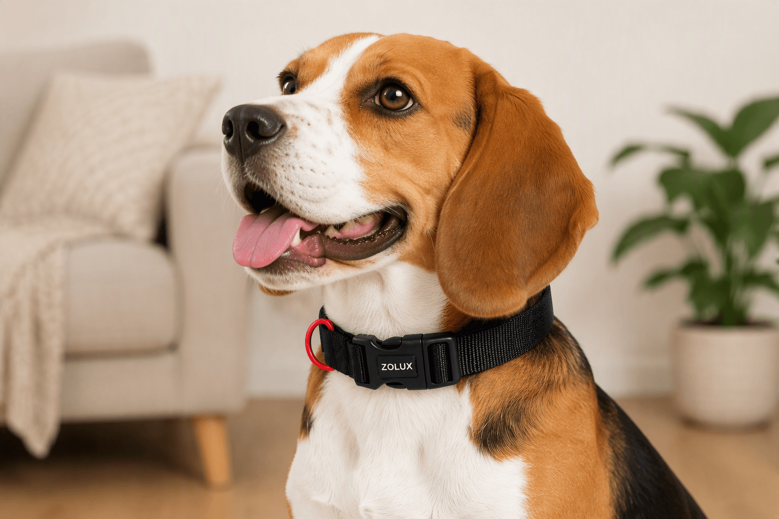 ZOLUX Klassisches Nylon-Hundehalsband, 26–39 cm, 15 mm, schwarz – Bild 7