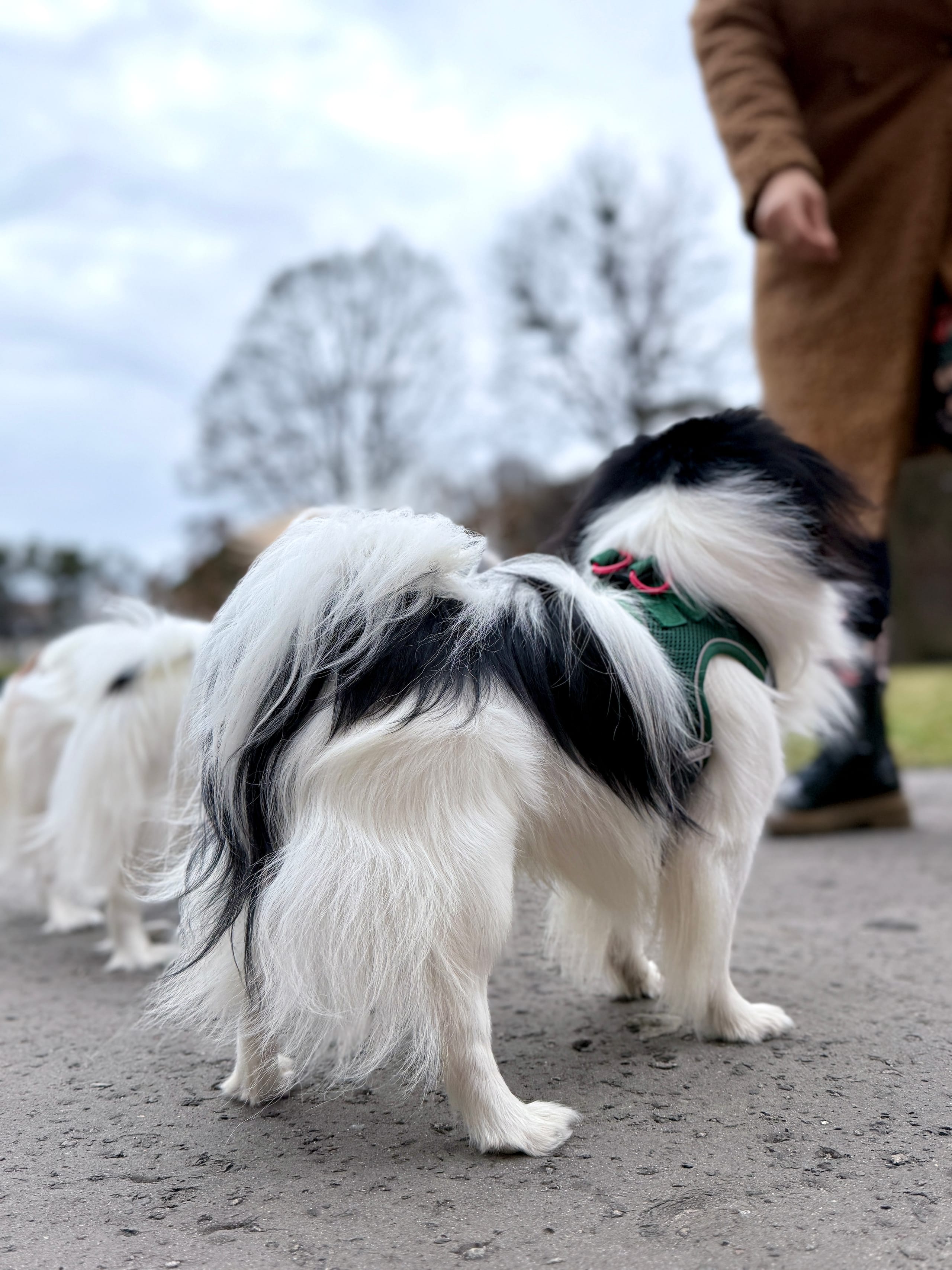 ZOLUX Atmungsaktives Mesh-Hundegeschirr, Größe S, marineblau – Bild 5