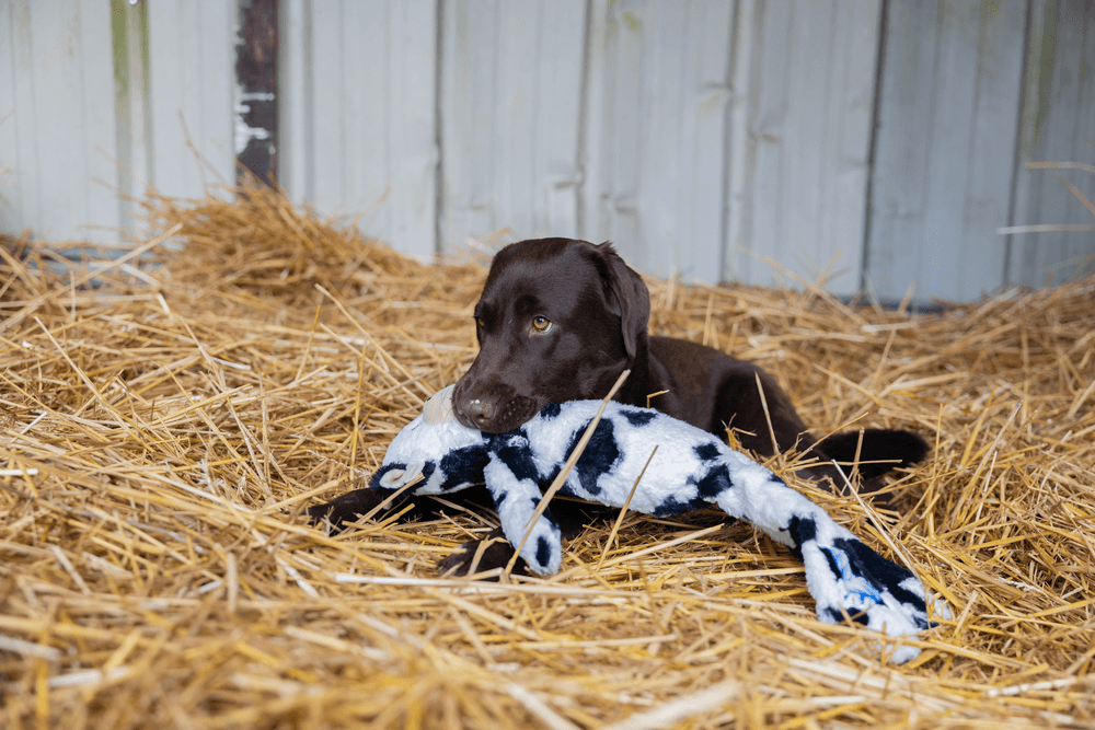 ZOLUX FURRY FARM Plüsch-Hundespielzeug, Kuh Isache, 60 cm – Bild 3