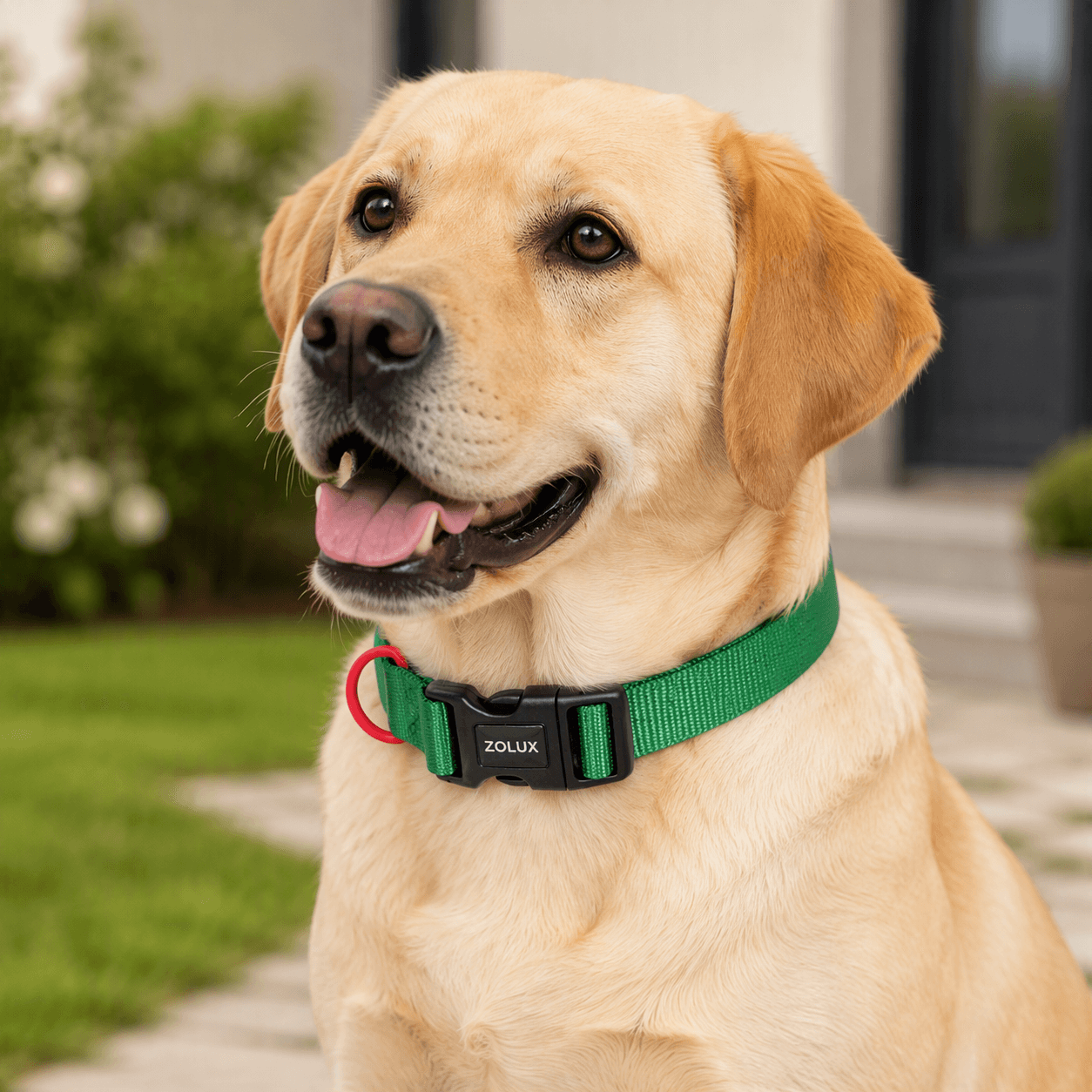 ZOLUX Klassisches Nylon-Hundehalsband, 37–58 cm, 25 mm, grün – Bild 7