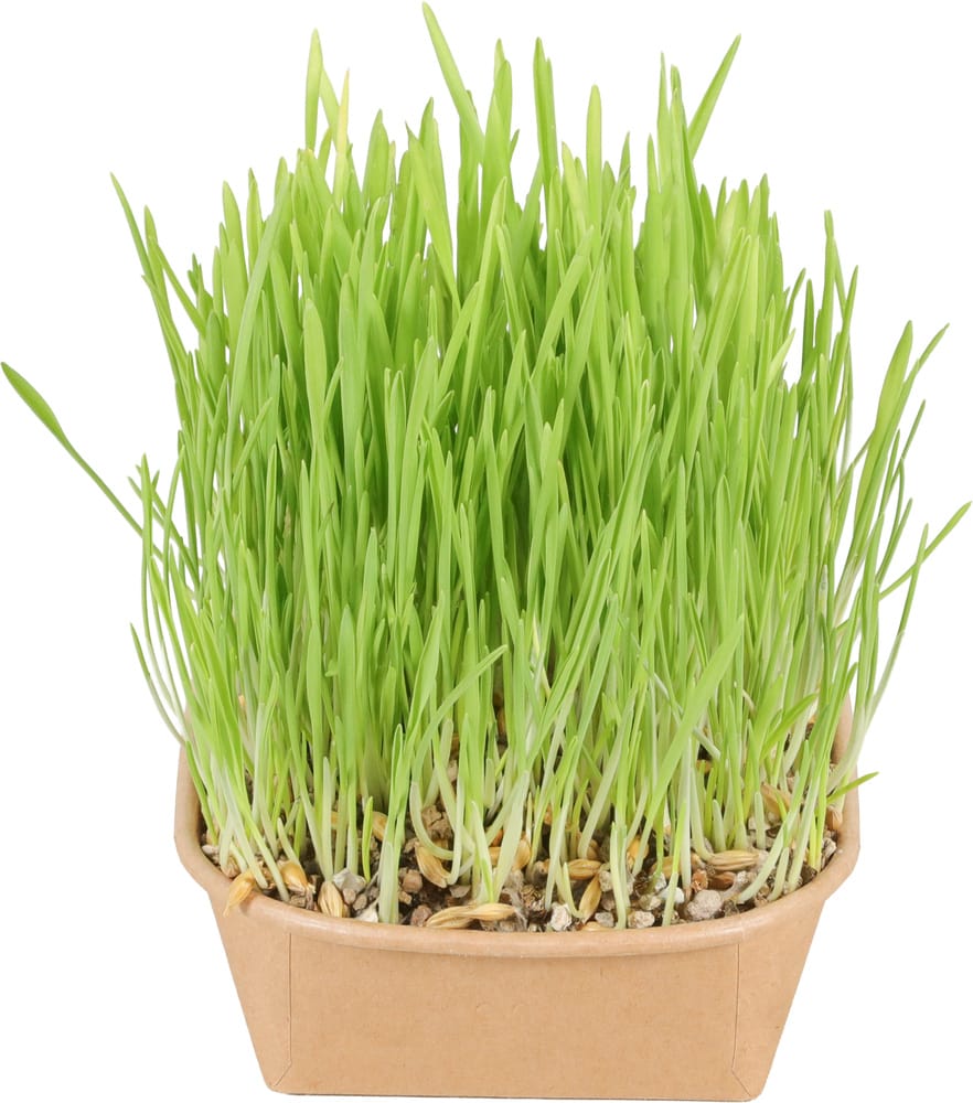 ZOLUX Katzengras zur Selbstanzucht – Bild 7
