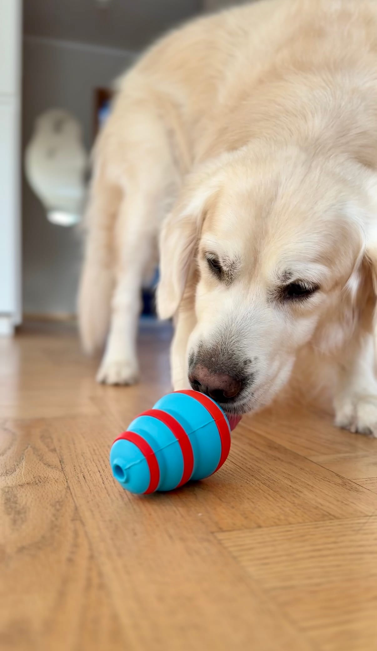 ZOLUX TPR-Leckerli-Kegel für Hunde zum Kauen, 10 cm – Bild 10