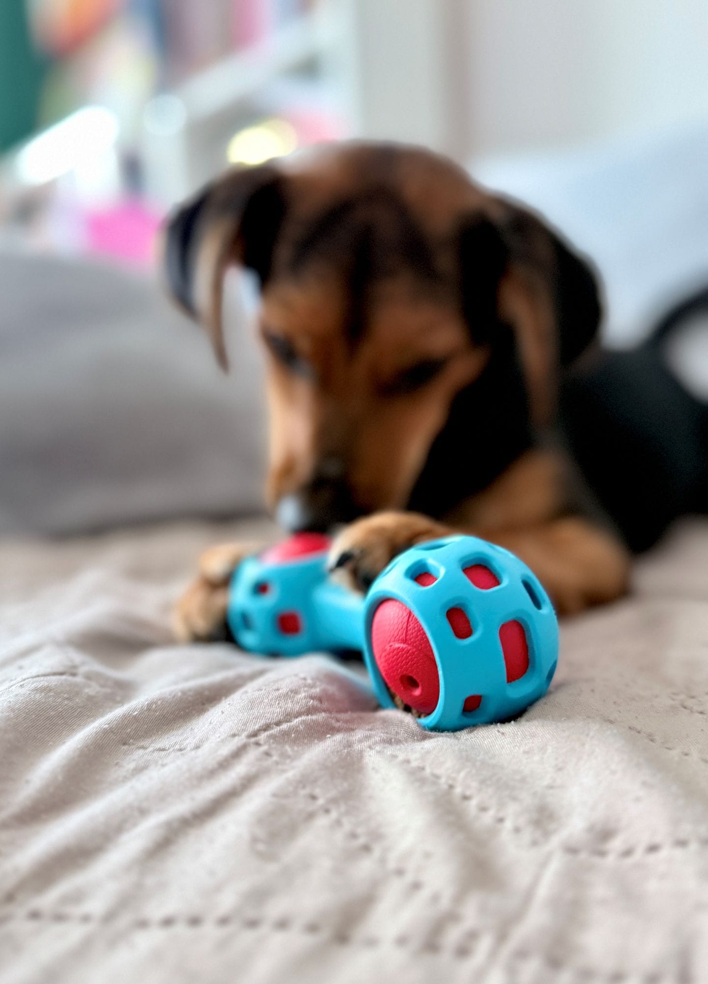 ZOLUX TPR-Leckerli-Hantel für Hunde zum Kauen, 13 cm – Bild 6