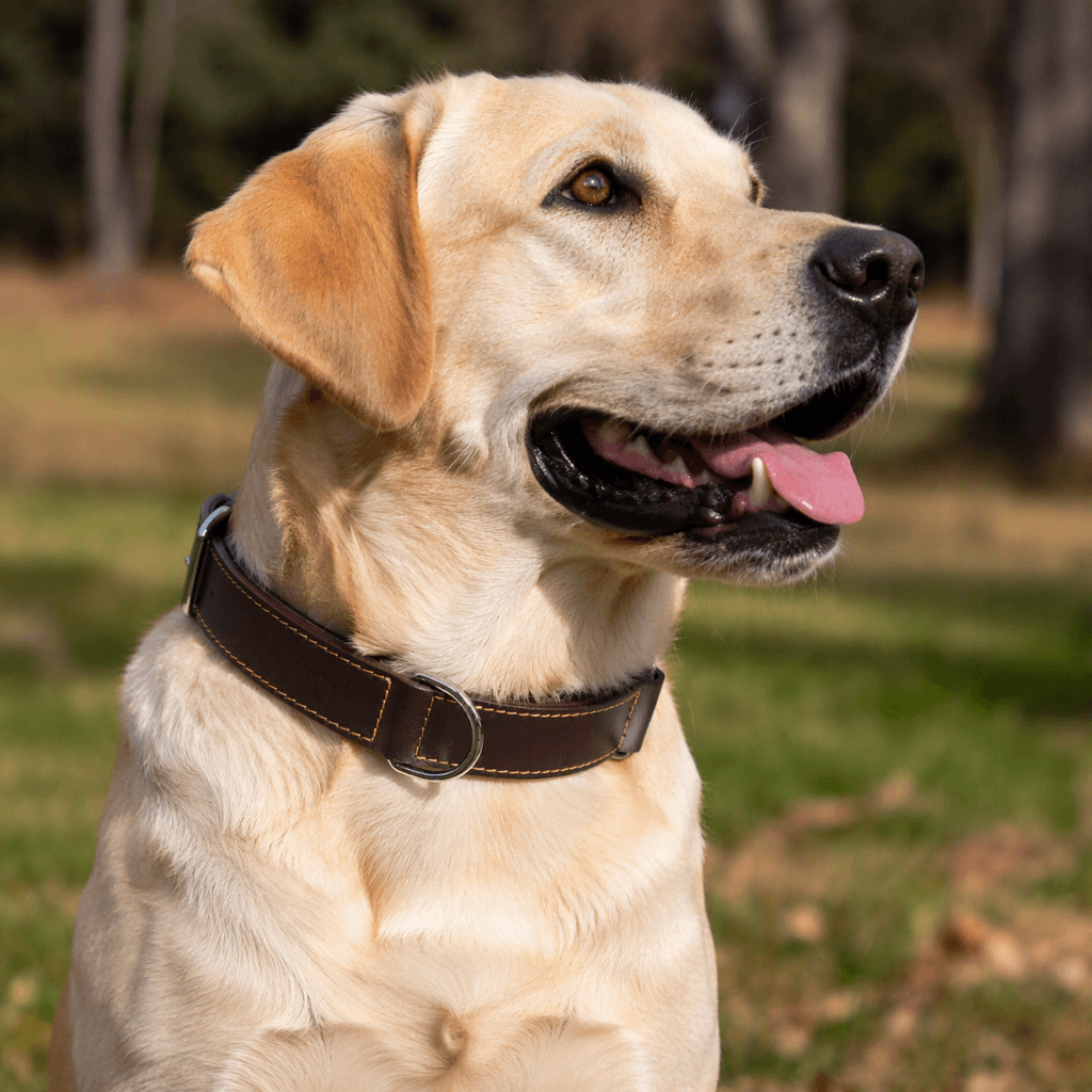 ZOLUX Verstärktes Hundehalsband aus Doppel-Leder, 70 cm, braun – Bild 4