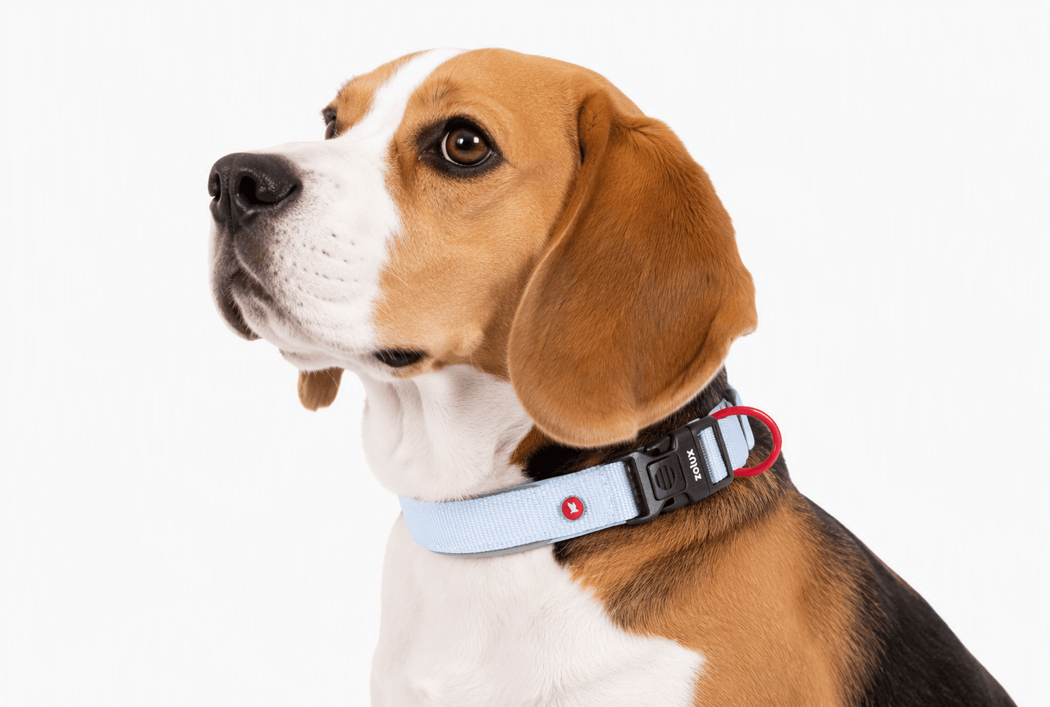 ZOLUX Premium-Nylon-Hundehalsband, Größe S, 35–40 cm, 20 mm, hellblau – Bild 7