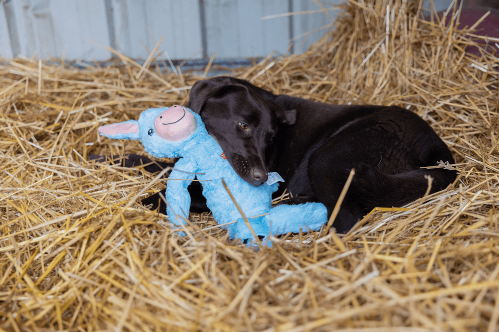 ZOLUX FURRY FARM Plüsch-Hundespielzeug, Esel Hassan, 60 cm – Bild 5