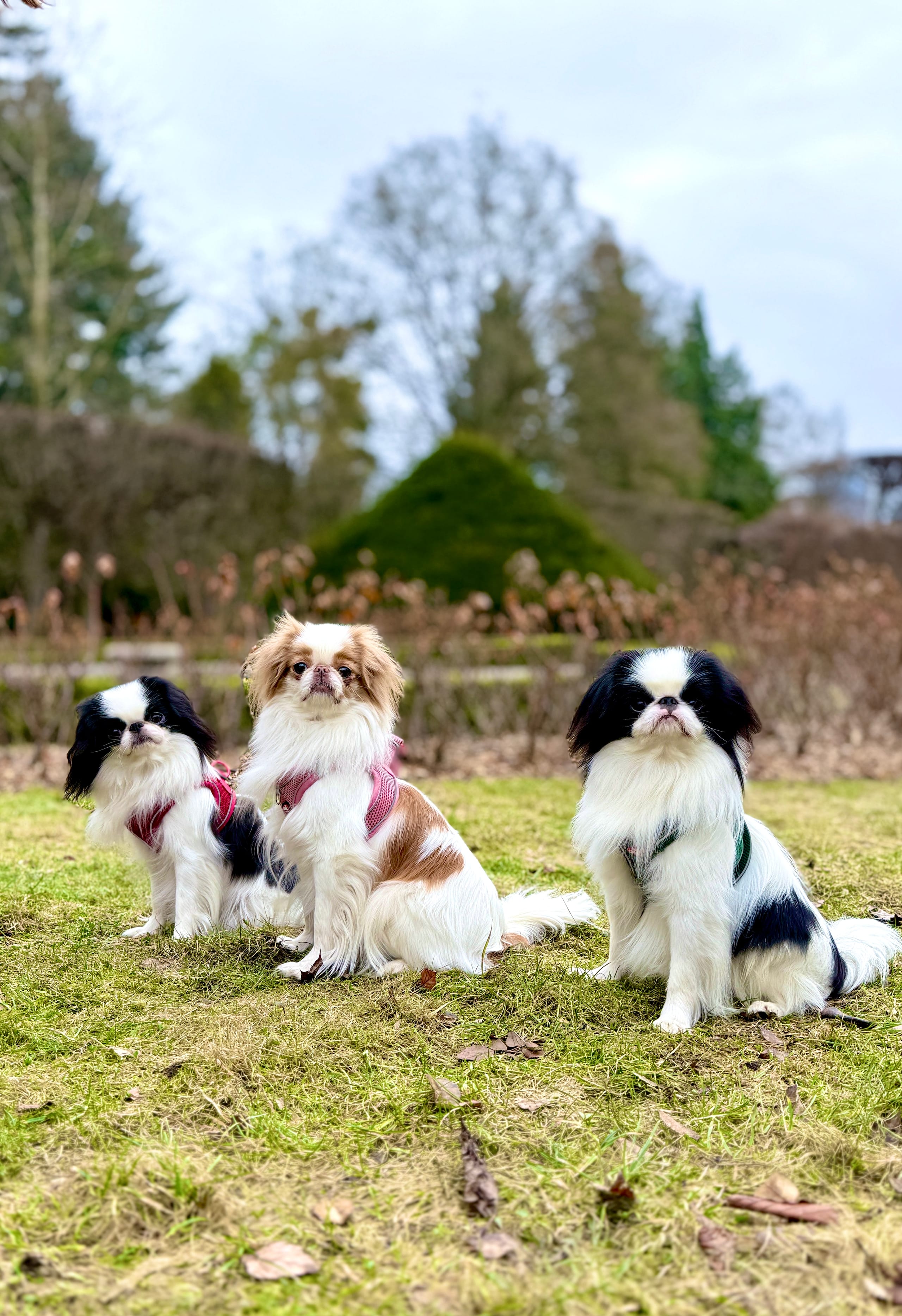 ZOLUX Atmungsaktives Mesh-Hundegeschirr, Größe S, rosa – Bild 9