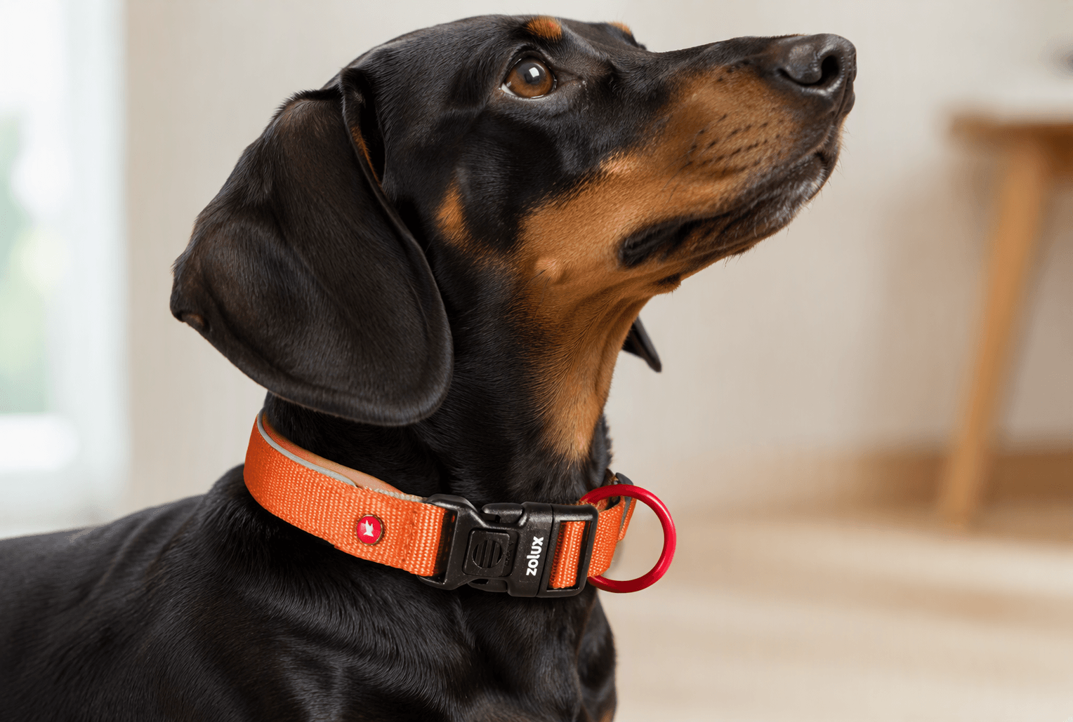 ZOLUX Premium-Nylon-Hundehalsband, Größe XS, 30–35 cm, 15 mm, rostbraun – Bild 6