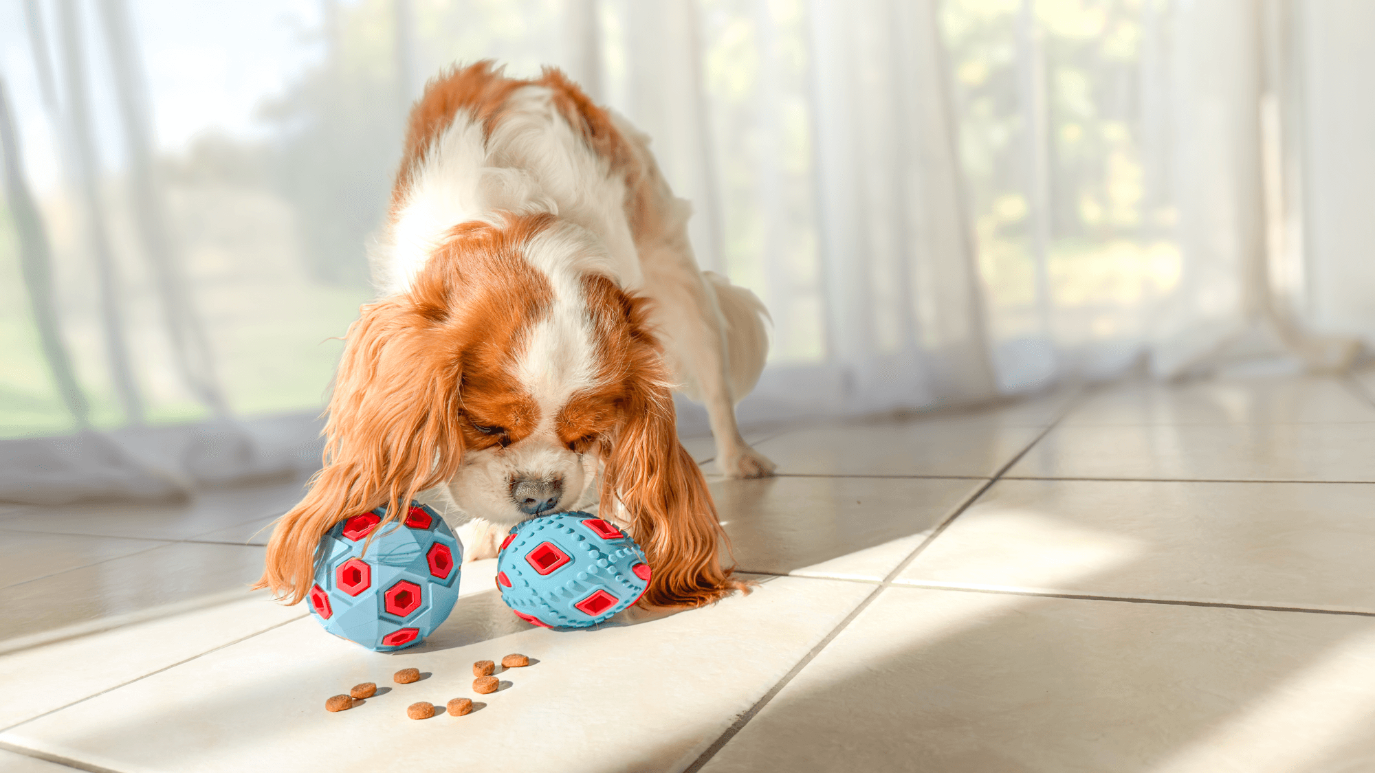ZOLUX TPR-Leckerli-Ei für Hunde zum Apportieren, 8 cm – Bild 4