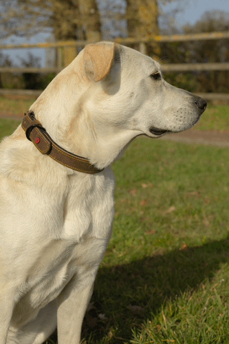 ZOLUX Komfort-Lederhalsband für Hunde, 33–39 cm, 18 mm, braun – Bild 4