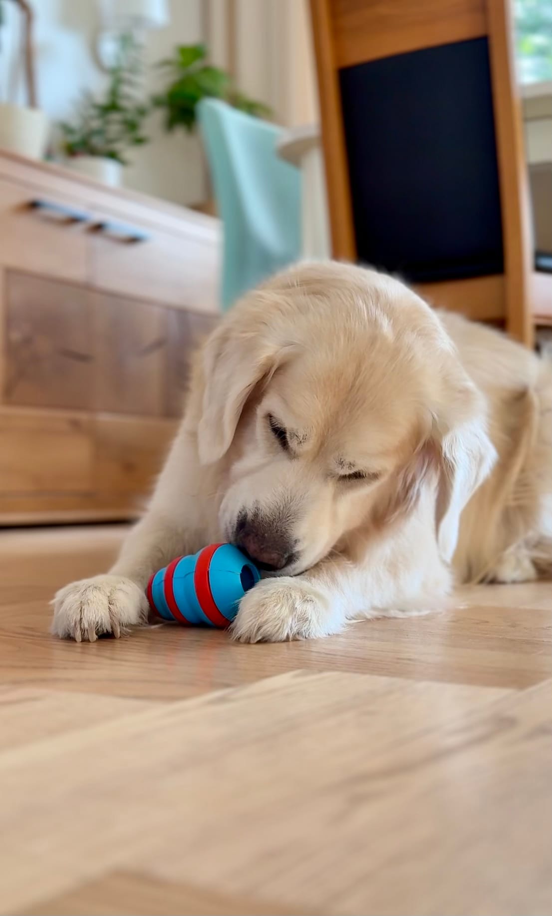 ZOLUX TPR-Leckerli-Kegel für Hunde zum Kauen, 10 cm – Bild 9