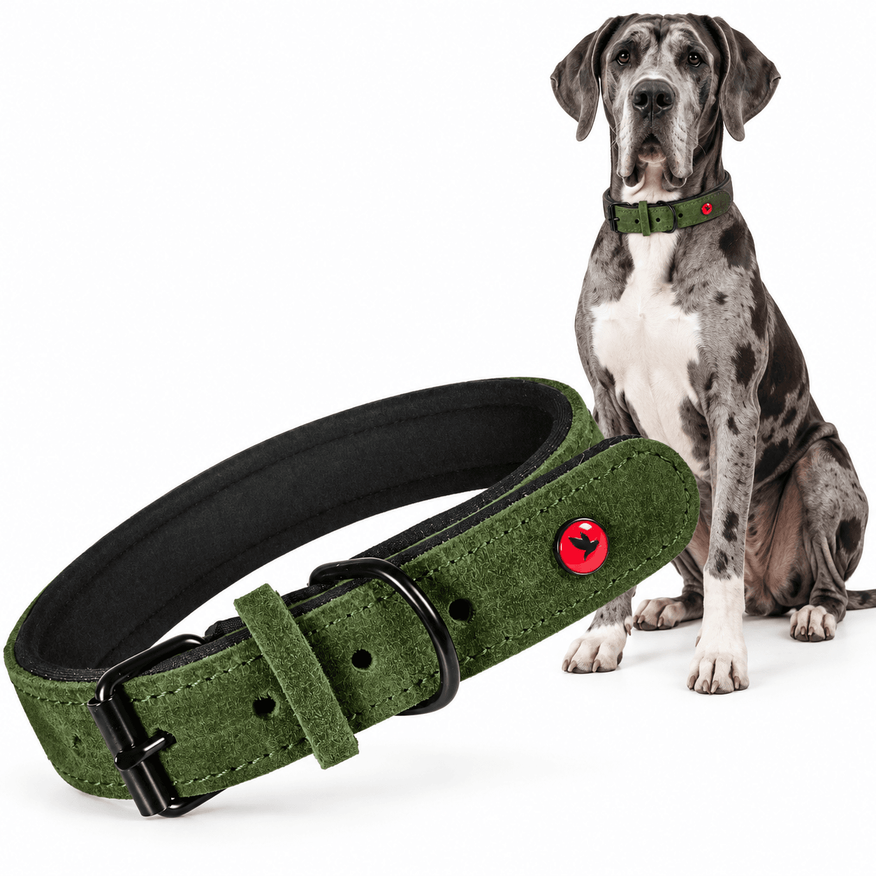 ZOLUX Komfort-Lederhalsband für Hunde, 53–65 cm, 30 mm, grün – Bild 1