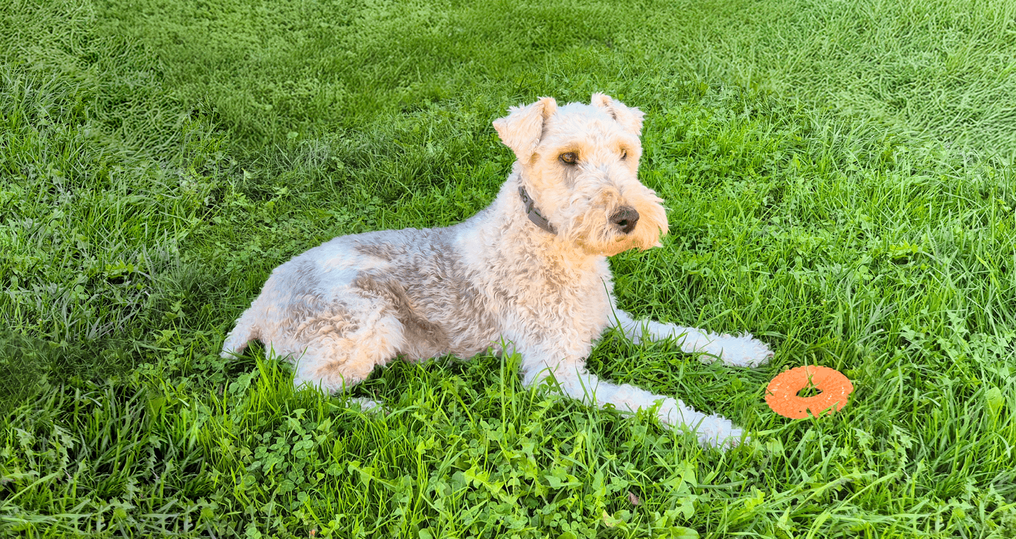 ZOLUX TAO Kauspielzeug Ball für Hunde 8 cm – Bild 3