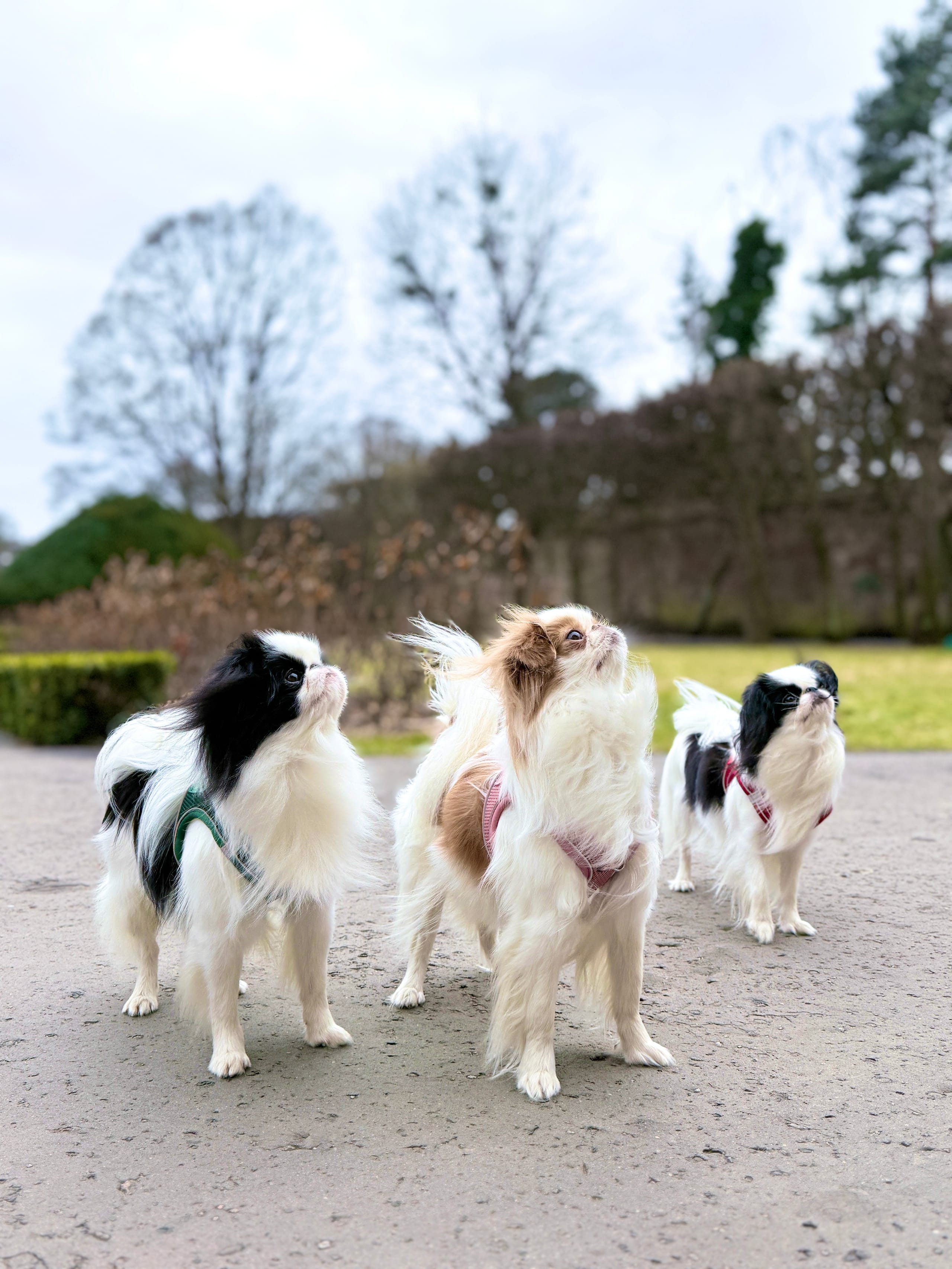 ZOLUX Atmungsaktives Mesh-Hundegeschirr, Größe L, türkis – Bild 5
