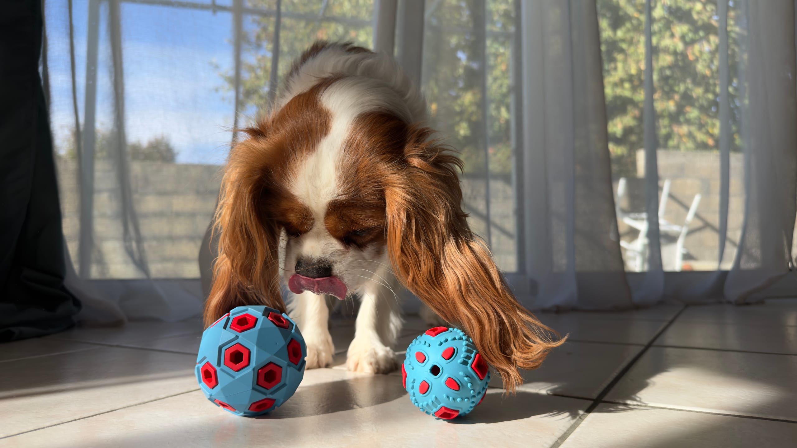 ZOLUX TPR-Leckerli-Hantel für Hunde zum Kauen, 13 cm – Bild 5
