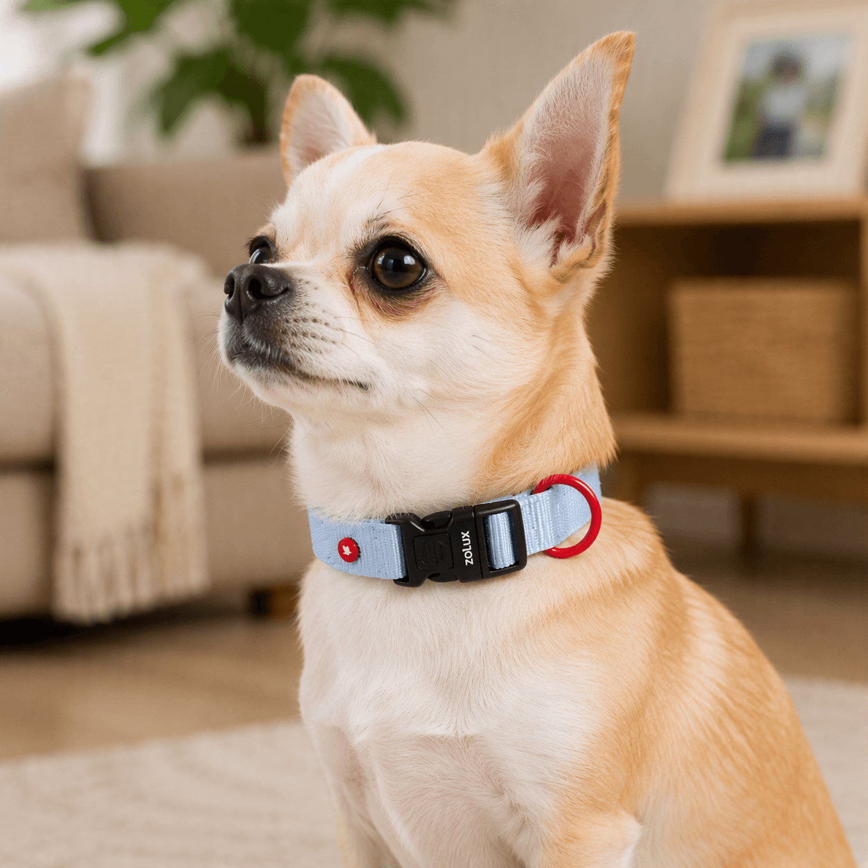 ZOLUX Premium-Nylon-Hundehalsband, Größe XS, 30–35 cm, 15 mm, hellblau – Bild 6