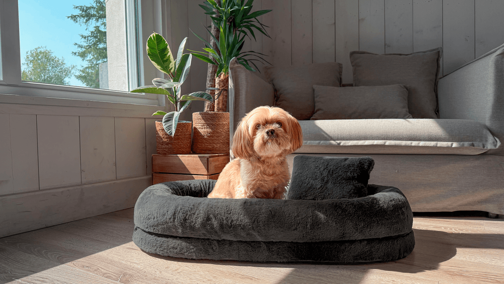 ZOLUX Ovales Hundebett GAIA mit Memory-Schaum, 70 cm, grau – Bild 4