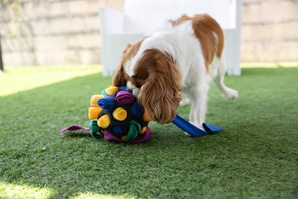 ZOLUX Intelligenzspielzeug für Hunde TPR 14 cm – Bild 3