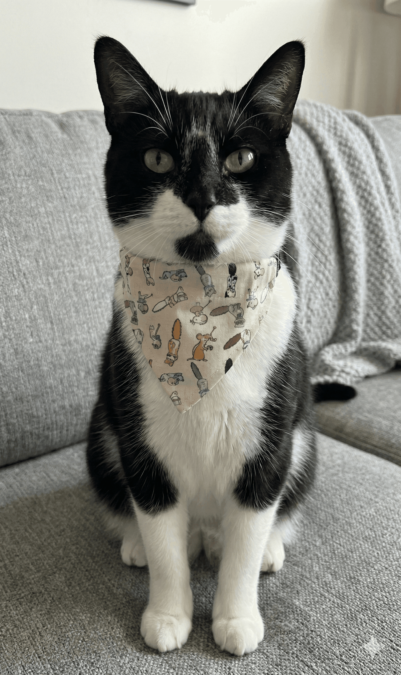 ZOLUX CHATOUILLE Katzenhalsband mit Bandana, Katzen- und Mäusemotiv – Bild 6