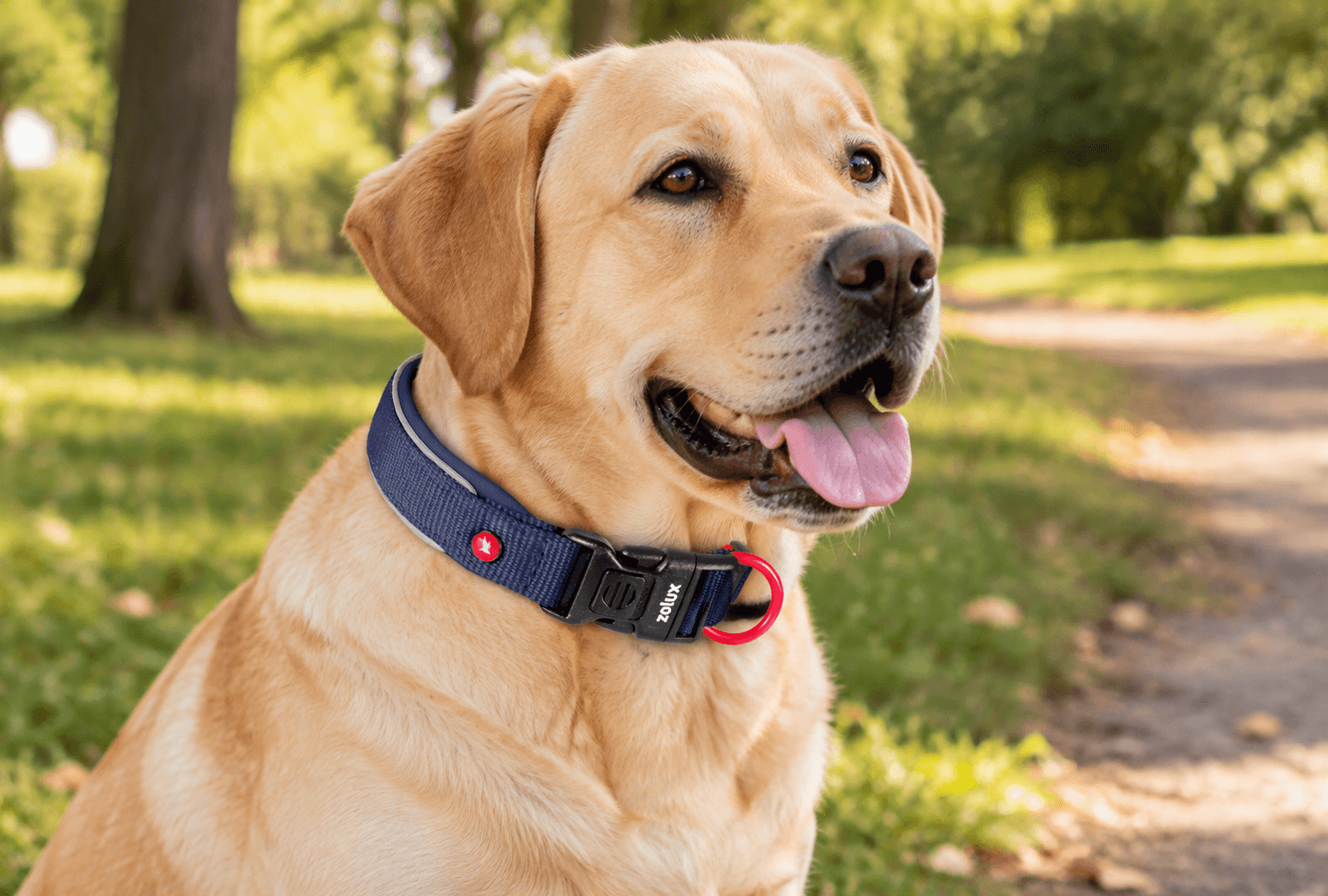 ZOLUX Premium-Nylon-Hundehalsband, Größe M, 40–45 cm, 20 mm, marineblau – Bild 7