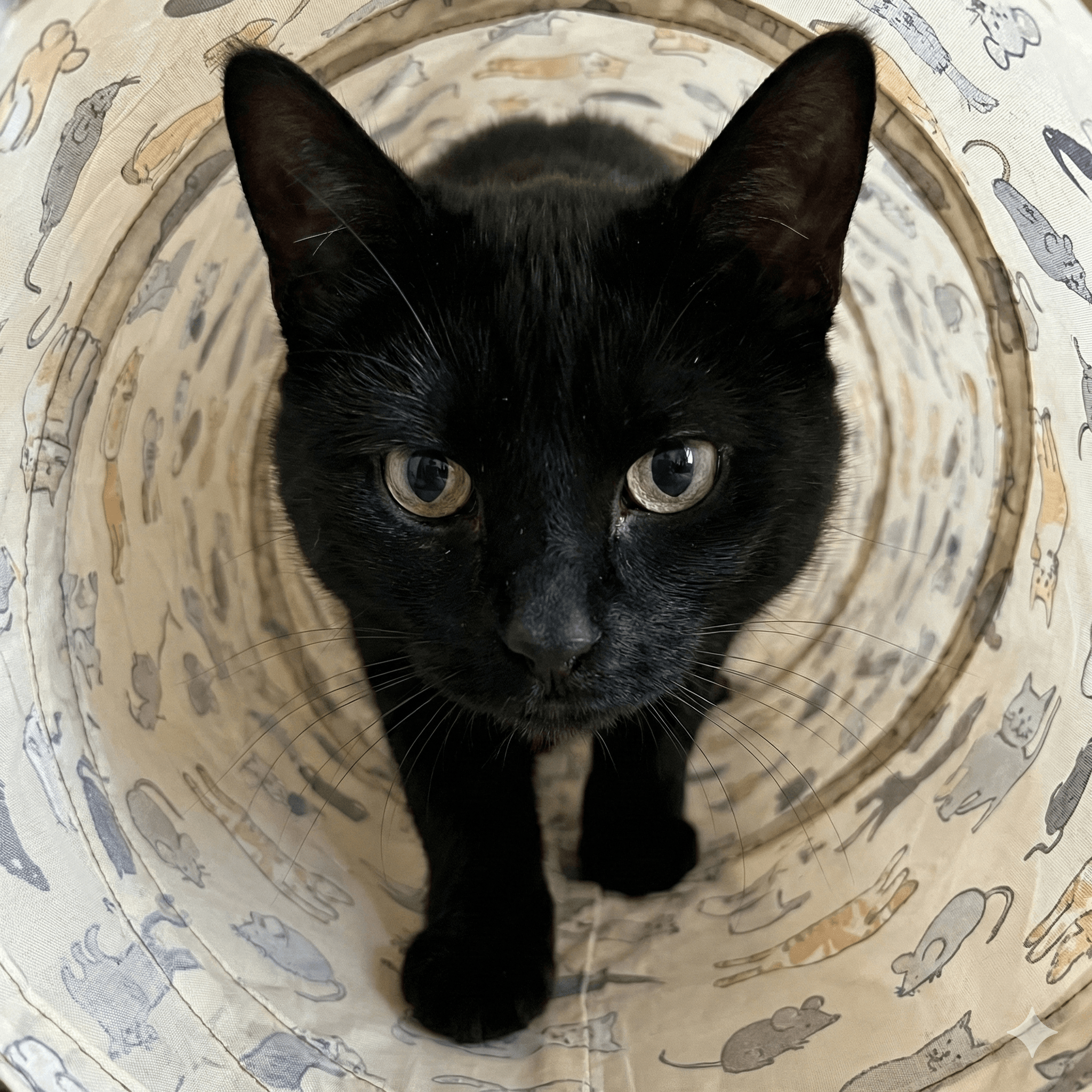 ZOLUX CHATOUILLE Katzentunnel mit Katzen- und Mäusemotiv, 130 cm – Bild 3