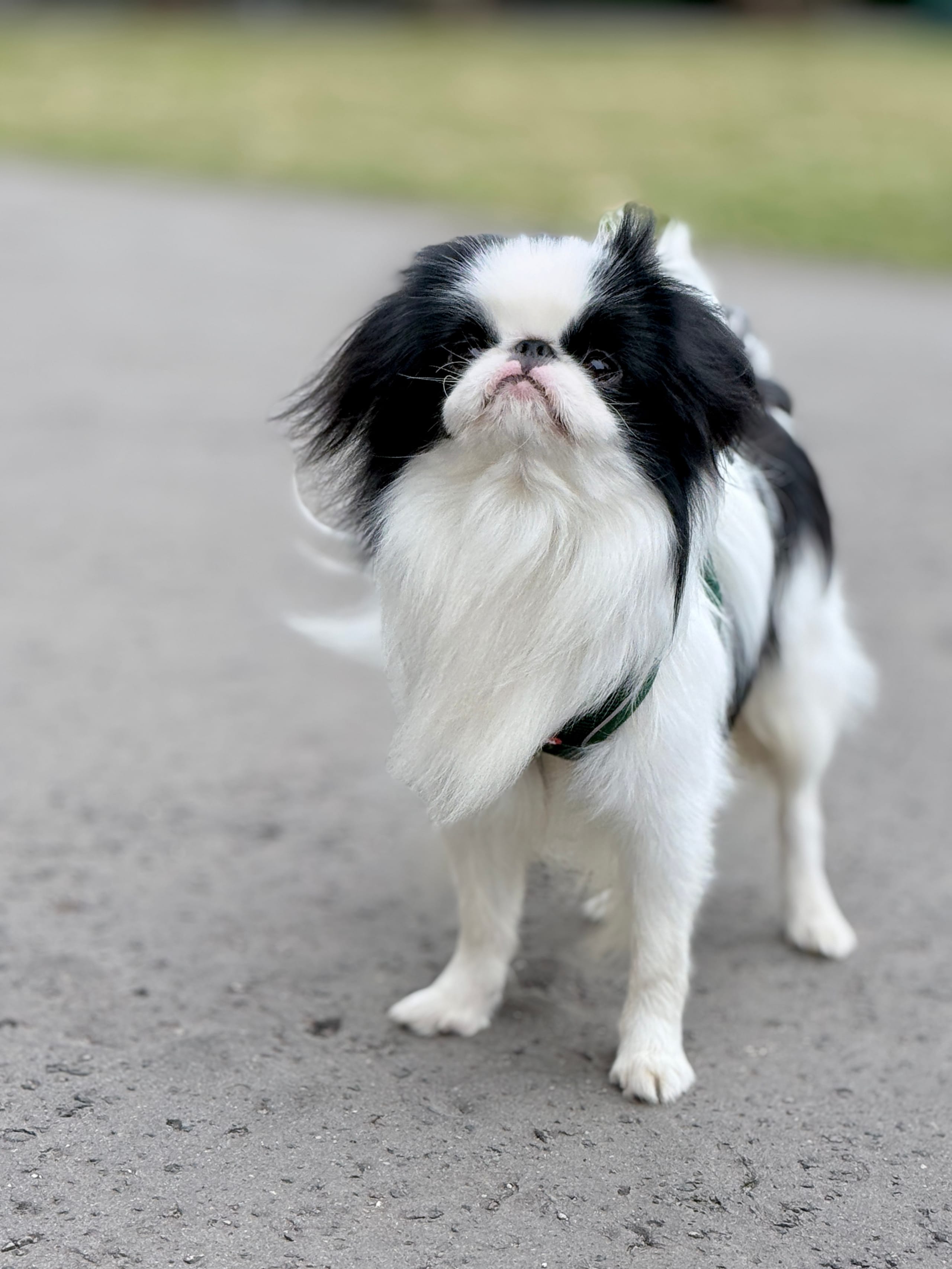 ZOLUX Atmungsaktives Mesh-Hundegeschirr, Größe S, grün – Bild 6